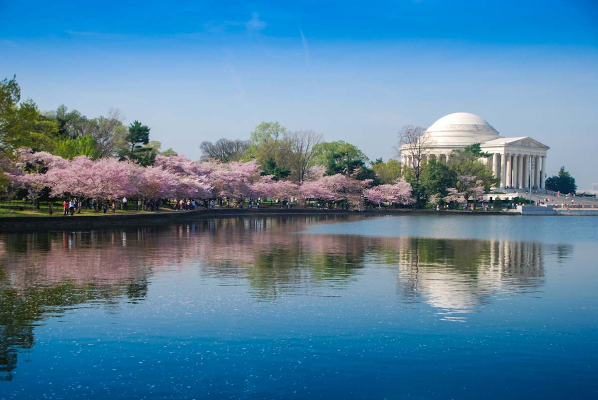 Jefferson Monument Reflection with Cherries 2, Image 1.