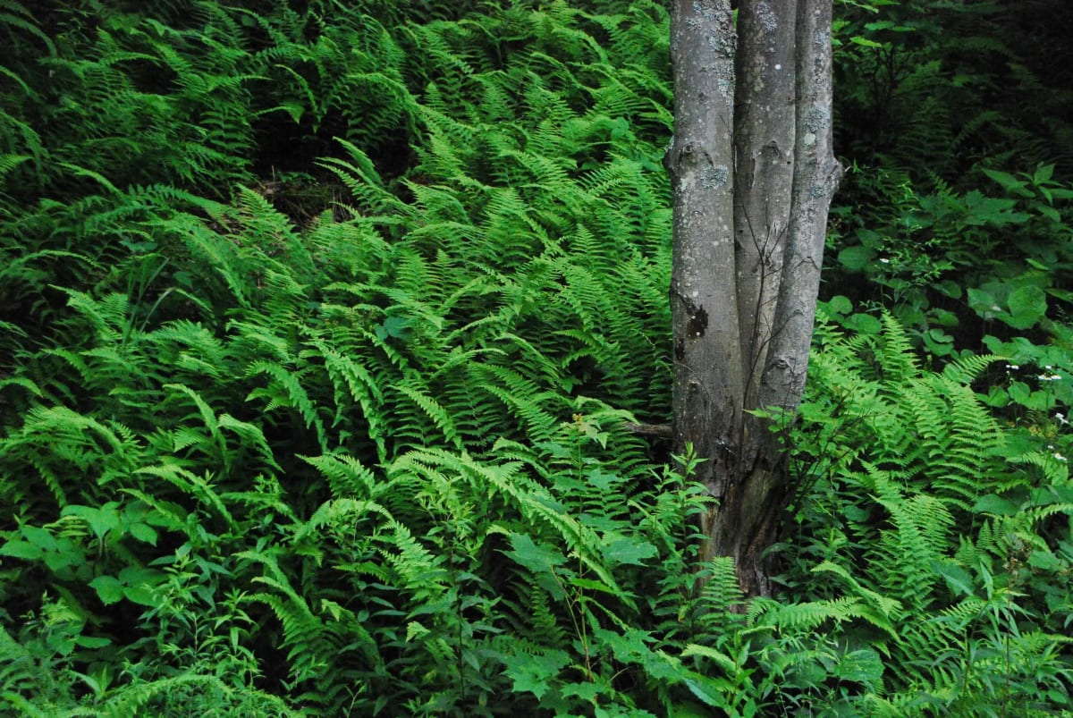 Ferns in the Forest by Jenny Nordstrom, Image 1.