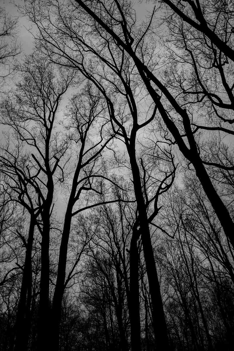 Winter Tree Silhouette by Jenny Nordstrom, Image 1.
