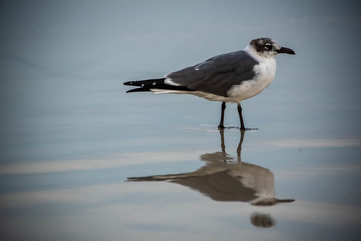 Seagull Reflection - Daytona Beach, Florida by Jenny Nordstrom 