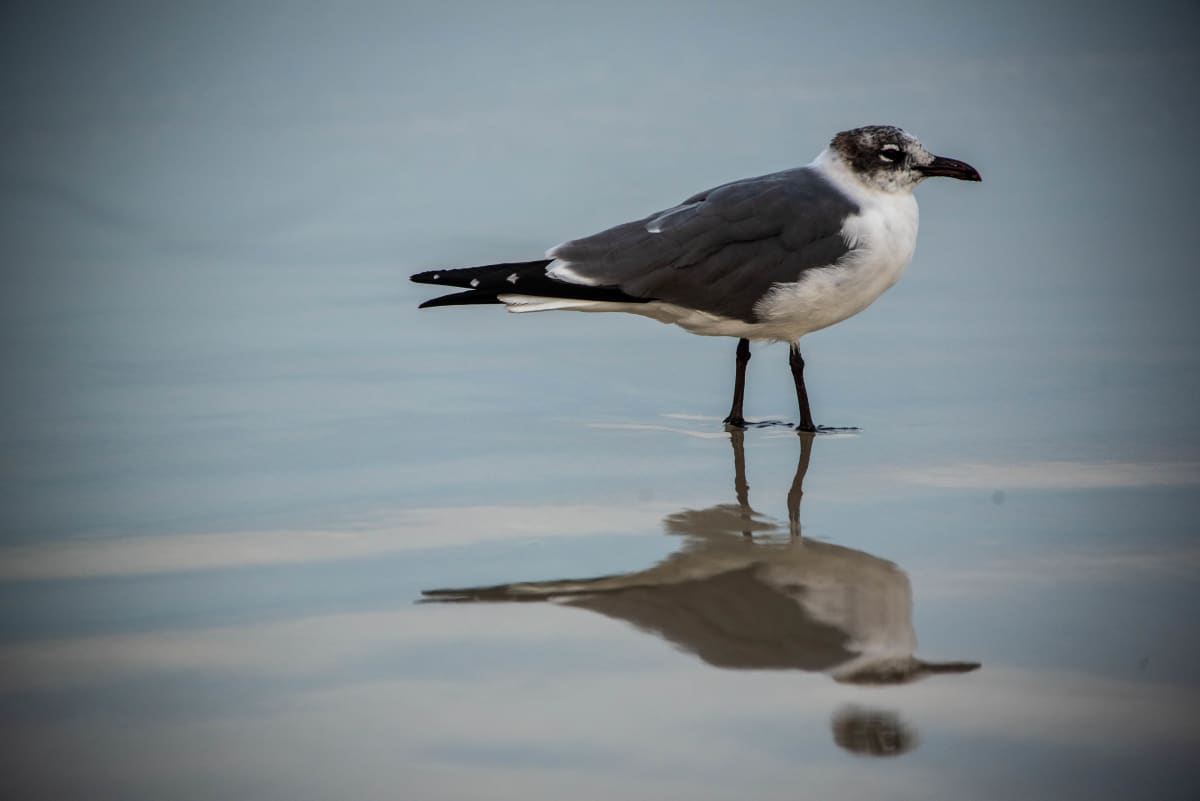 Seagull Reflection - Daytona Beach, Florida by Jenny Nordstrom, Image 1.