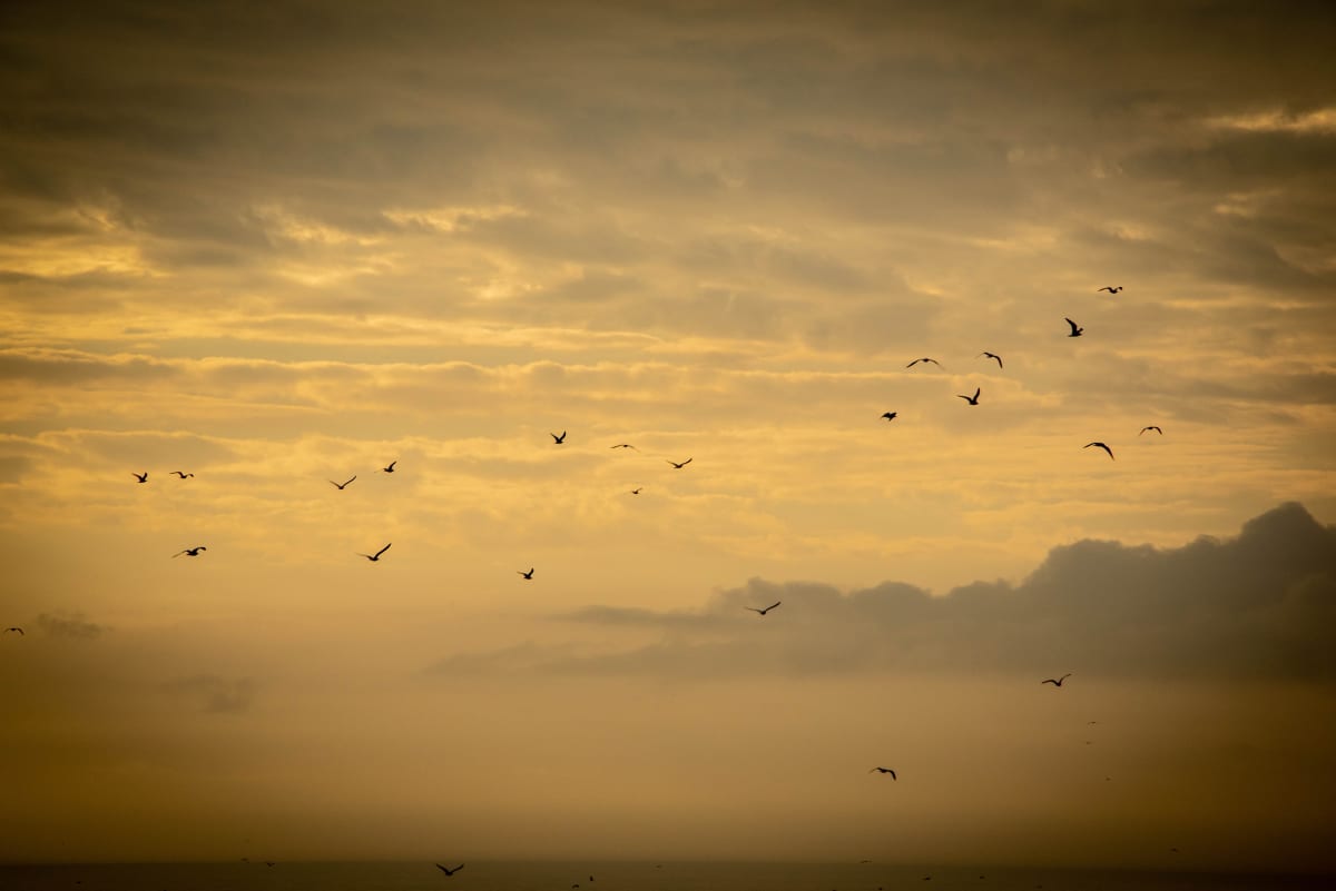 Seagull Sunrise - Daytona Beach, Florida by Jenny Nordstrom 