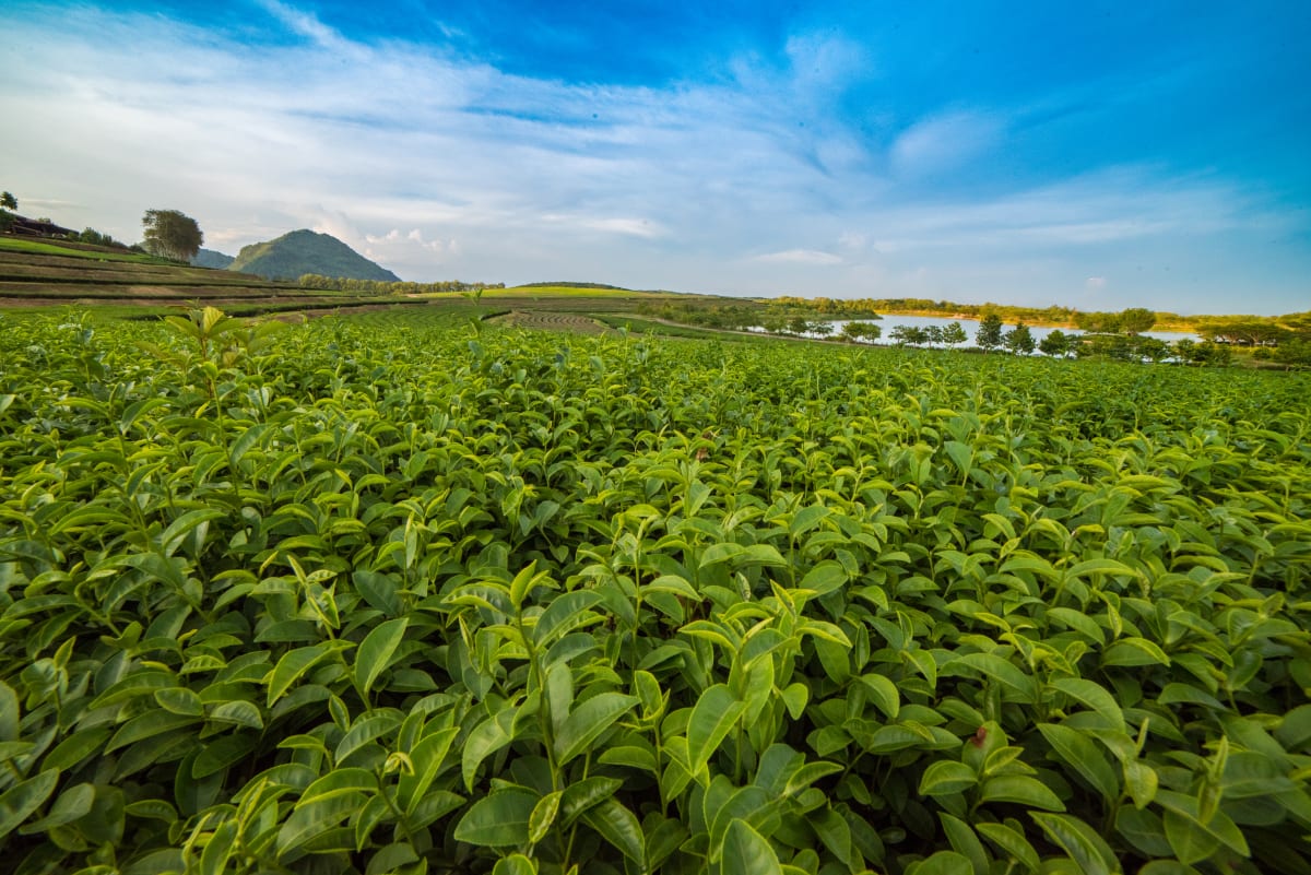 Tea Plantation - Thailand 