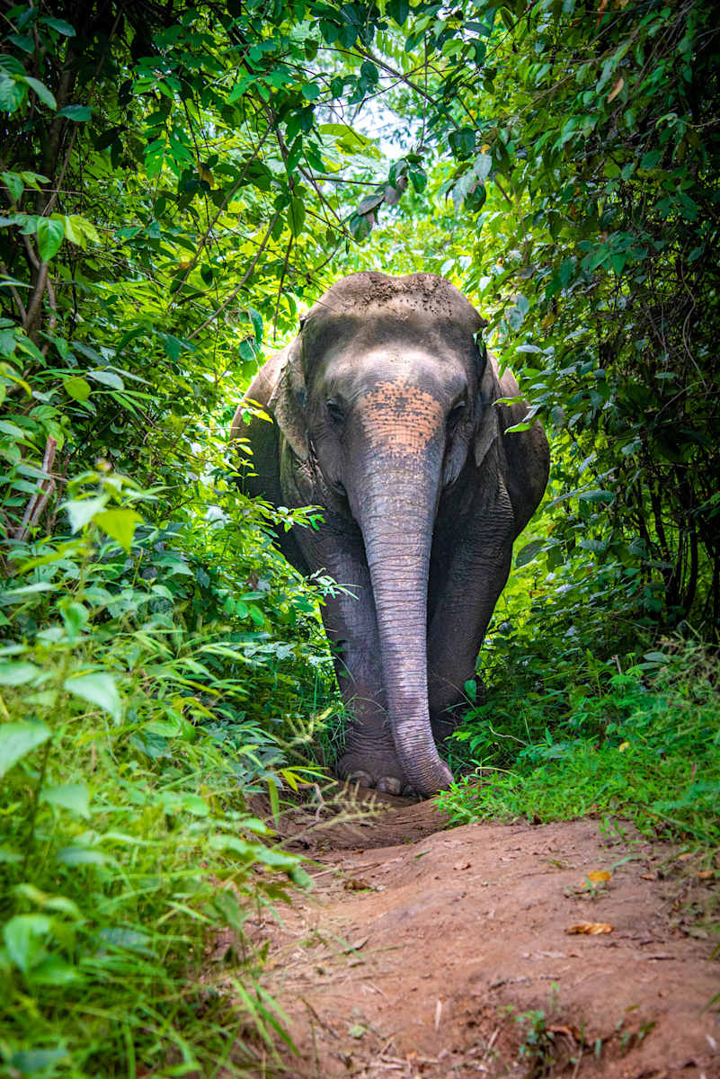 Elephant - Thailand, Image 1.