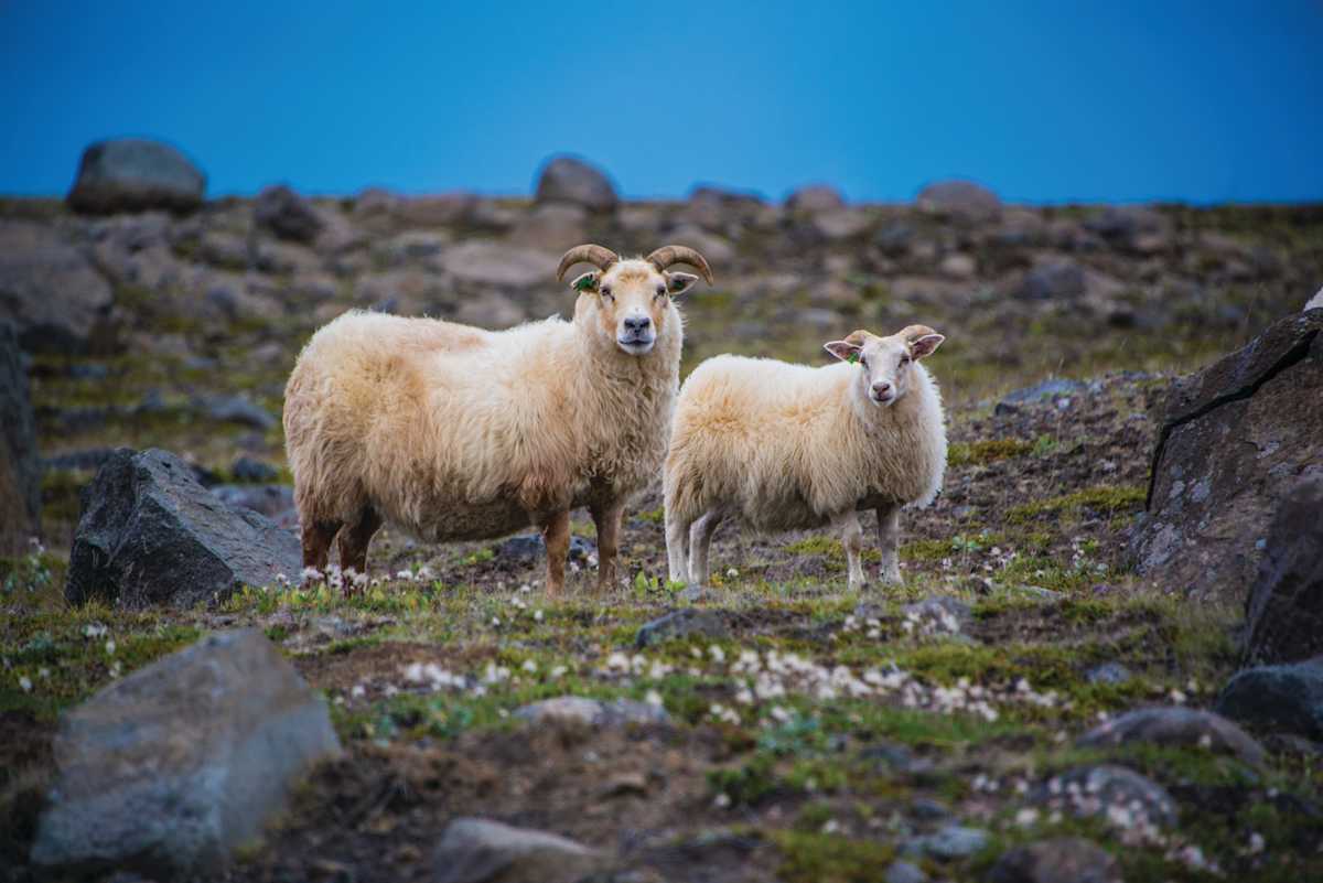 Two Sheep - Iceland, Image 1.