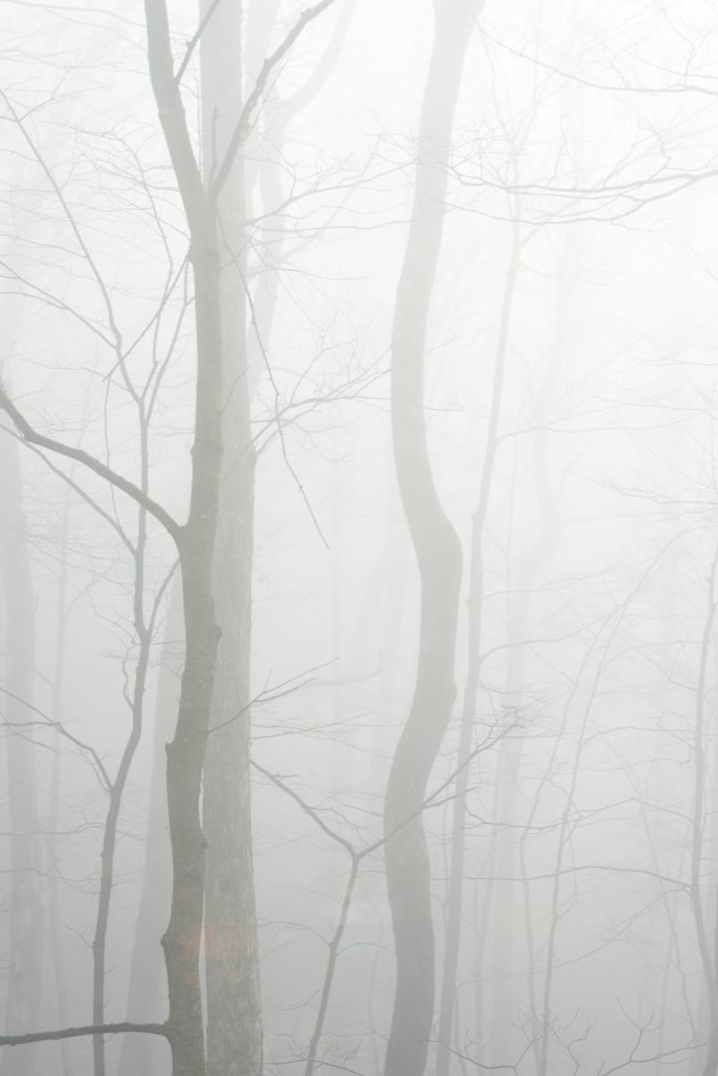 Misty Trees 1 