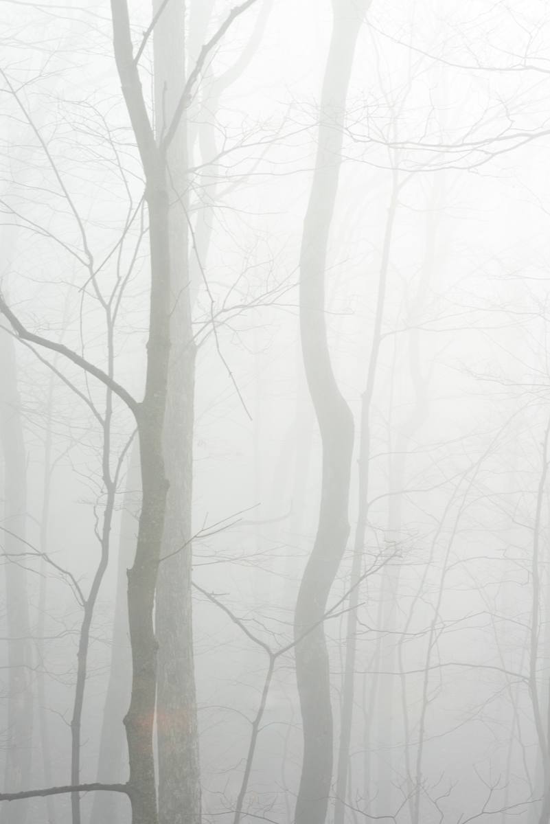 Misty Trees 1, Image 1.