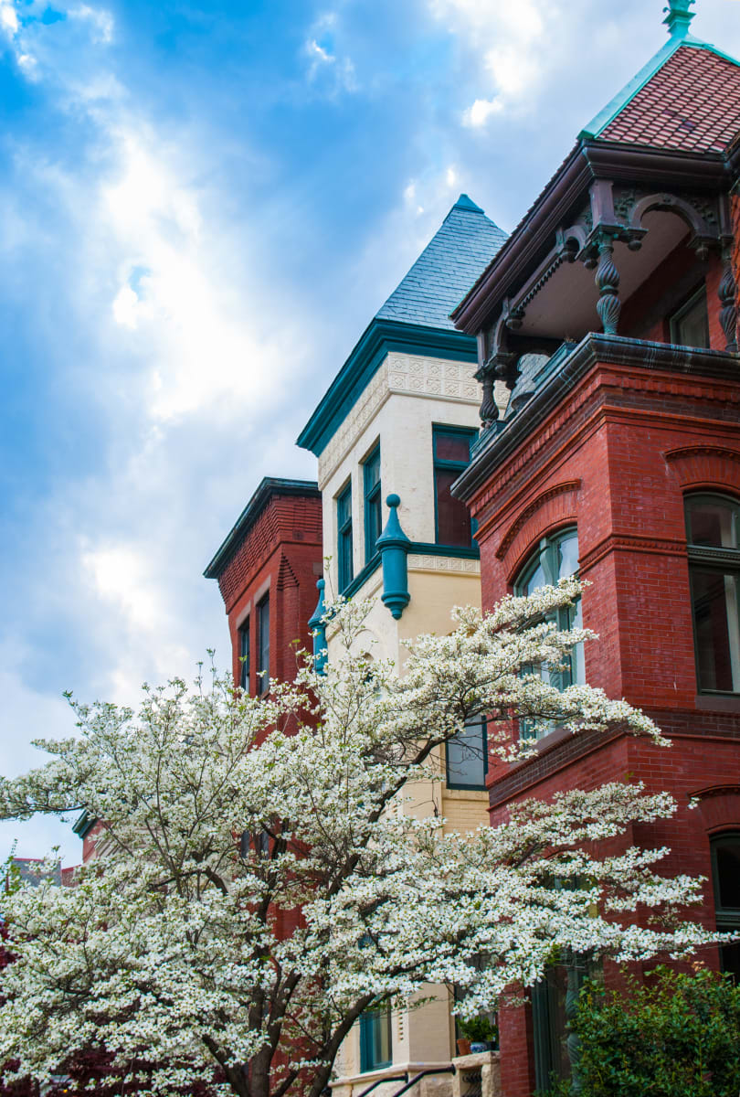 Rowhouses & Dogwood 2 - Capitol Hill by Jenny Nordstrom 
