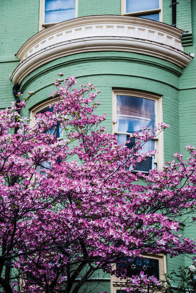 Dogwood & Rowhouse - Capitol Hill, Washington DC by Jenny Nordstrom 
