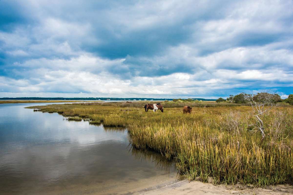 Assateague Ponies, Image 1.