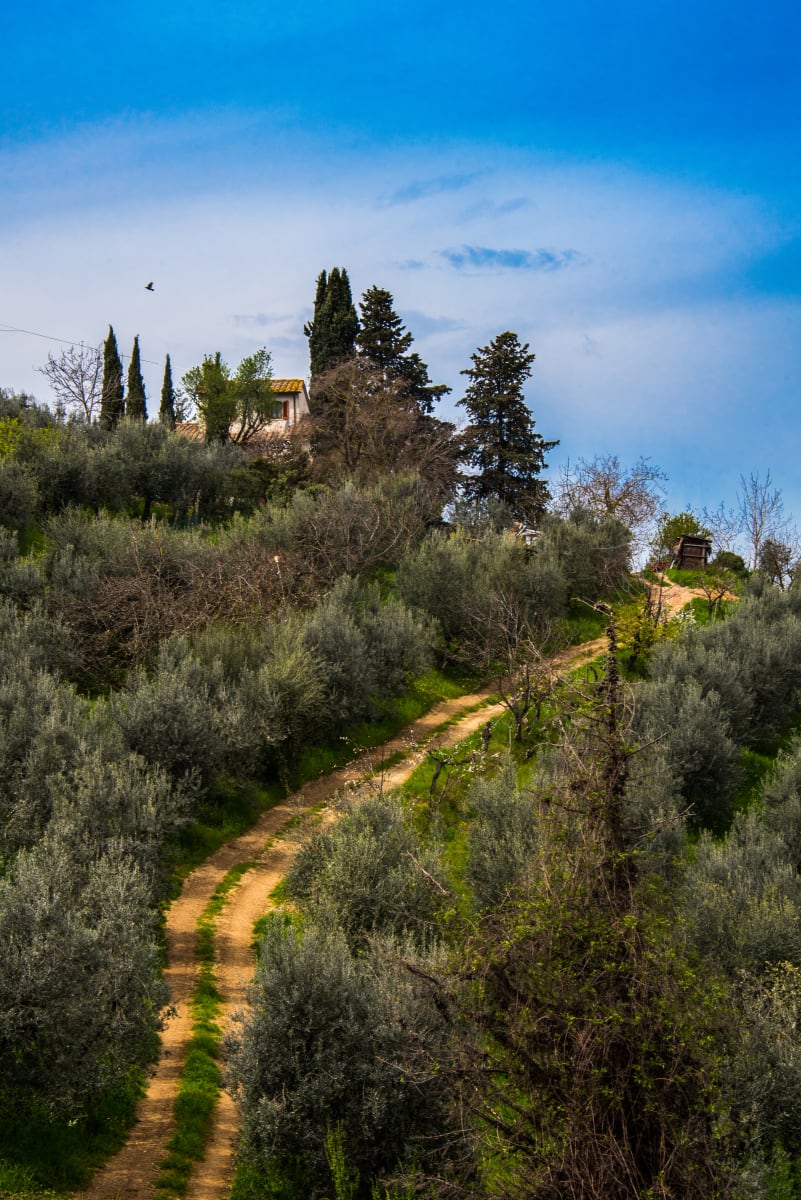 Tuscany, Italy - Dirt Road 