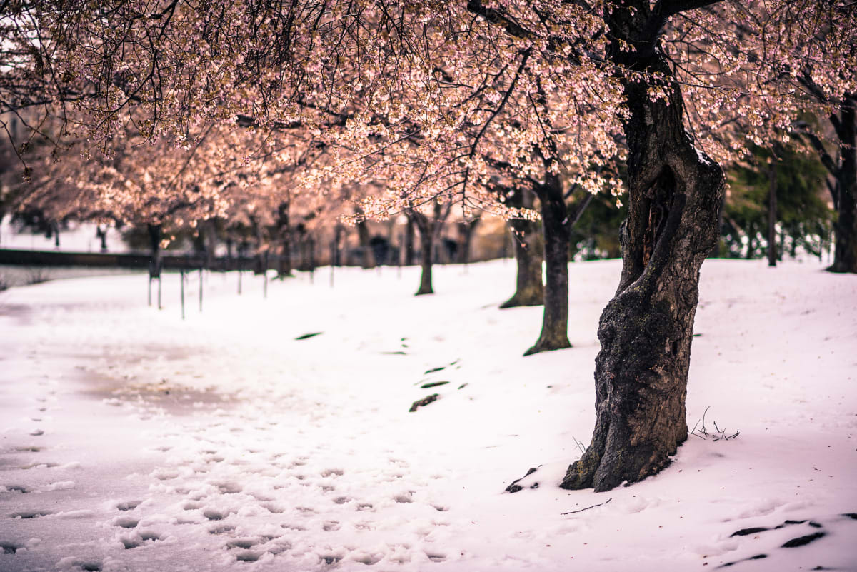 Cherry Blossoms in the Snow 2 - Washington DC 