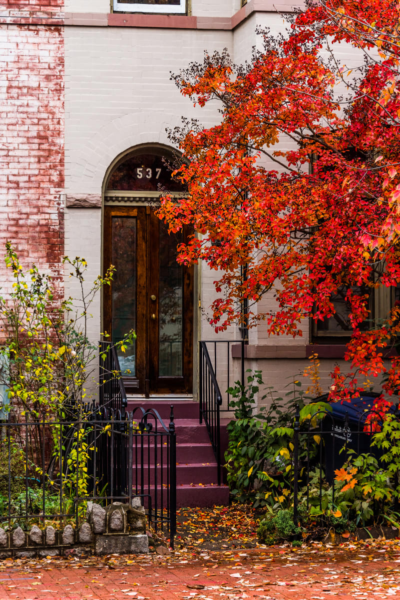 Door with Red Maple - Capitol Hill by Jenny Nordstrom 