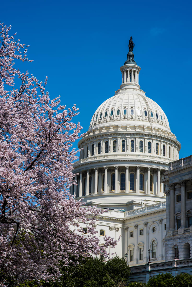 Cherry Blossoms & Capitol Building 4 - Washington DC by Jenny Nordstrom 