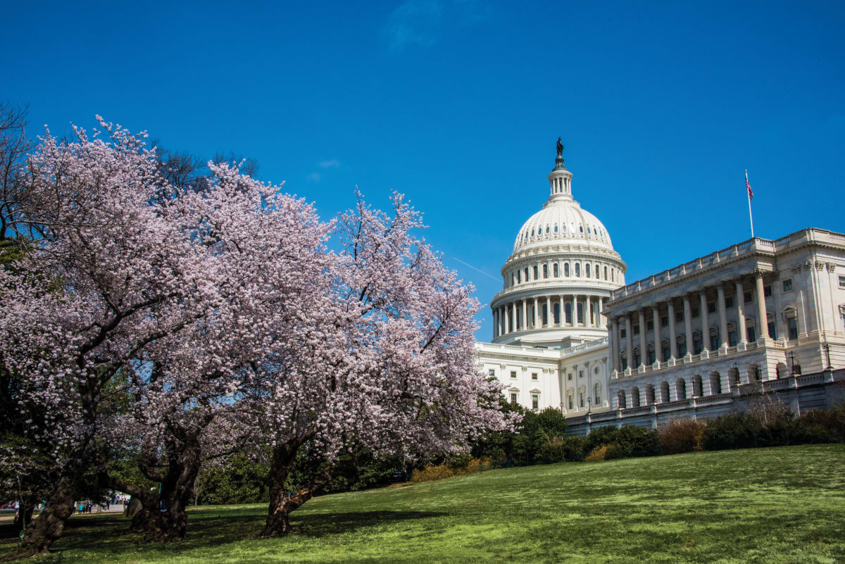 Cherry Blossoms & Capitol Building 5 - Washington DC by Jenny Nordstrom 