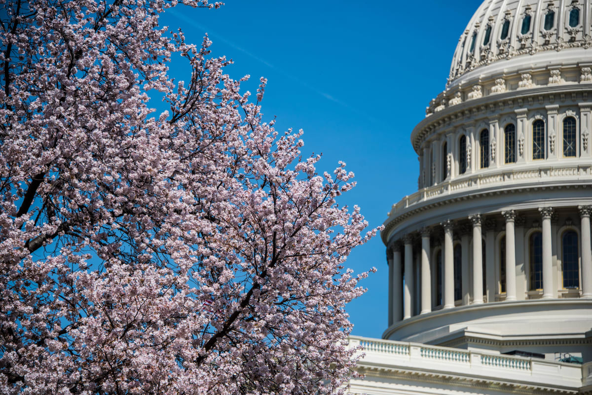 Cherry Blossoms & Capitol Building 3 - Washington DC by Jenny Nordstrom 