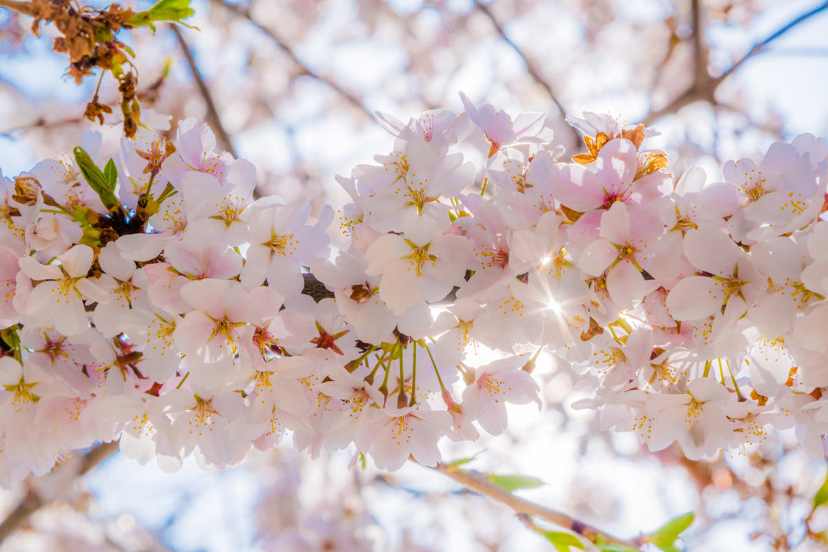 Cherry Blossom Branch with Sunshine Peeking - Washington DC 