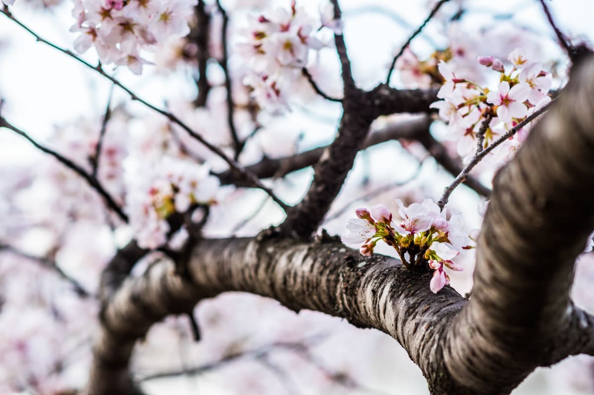 Cherry Blossom Branch - Washington DC 