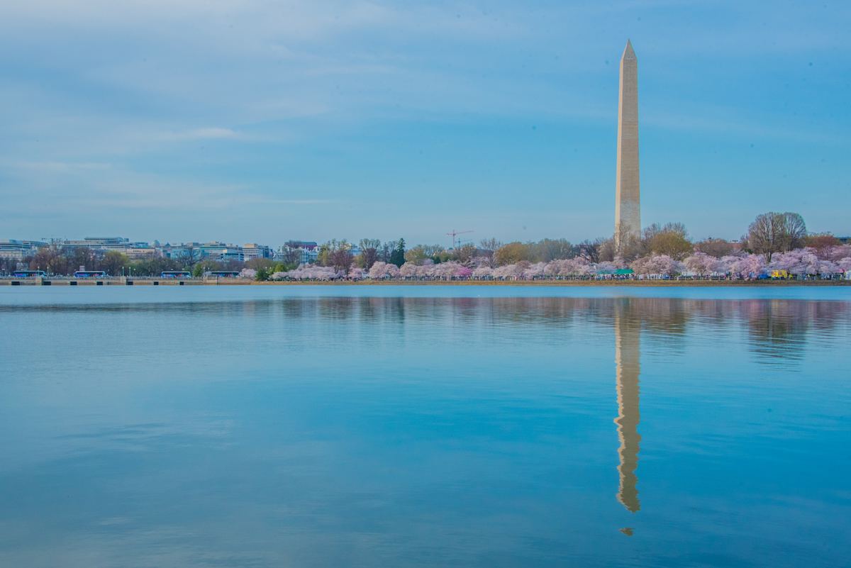 Washington Monument & Cherry Blossom Reflection, Image 6.