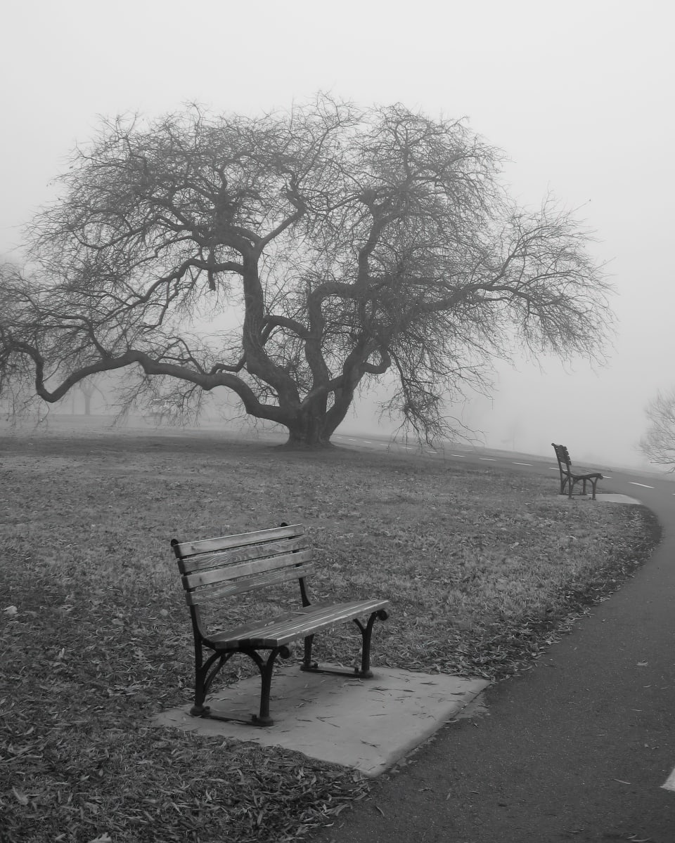 Foggy Tree - Washington DC by Jenny Nordstrom 