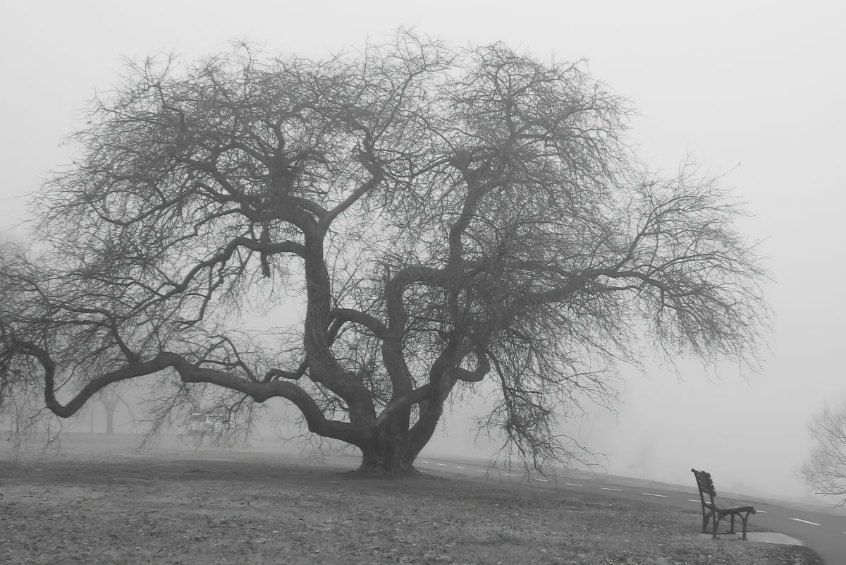 Foggy Tree - Washington DC (HORIZONTAL VERSION) by Jenny Nordstrom  Image: Horizontal Version - black and white