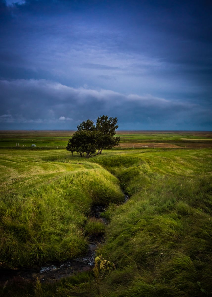 Lonely Tree (portrait view) -Iceland 