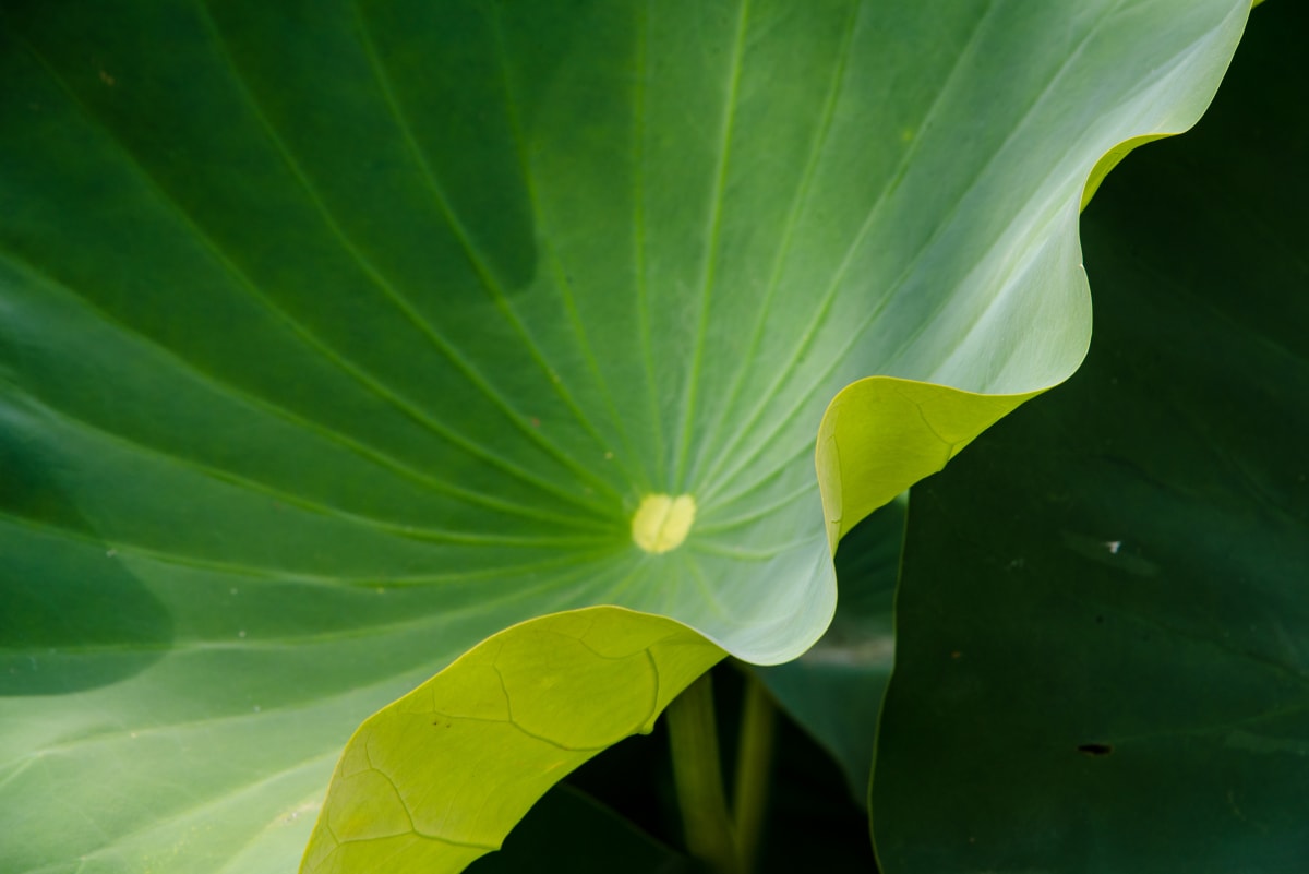 Lotus Leaf Abstract #2, Kenilworth Aquatic Gardens by Jenny Nordstrom 