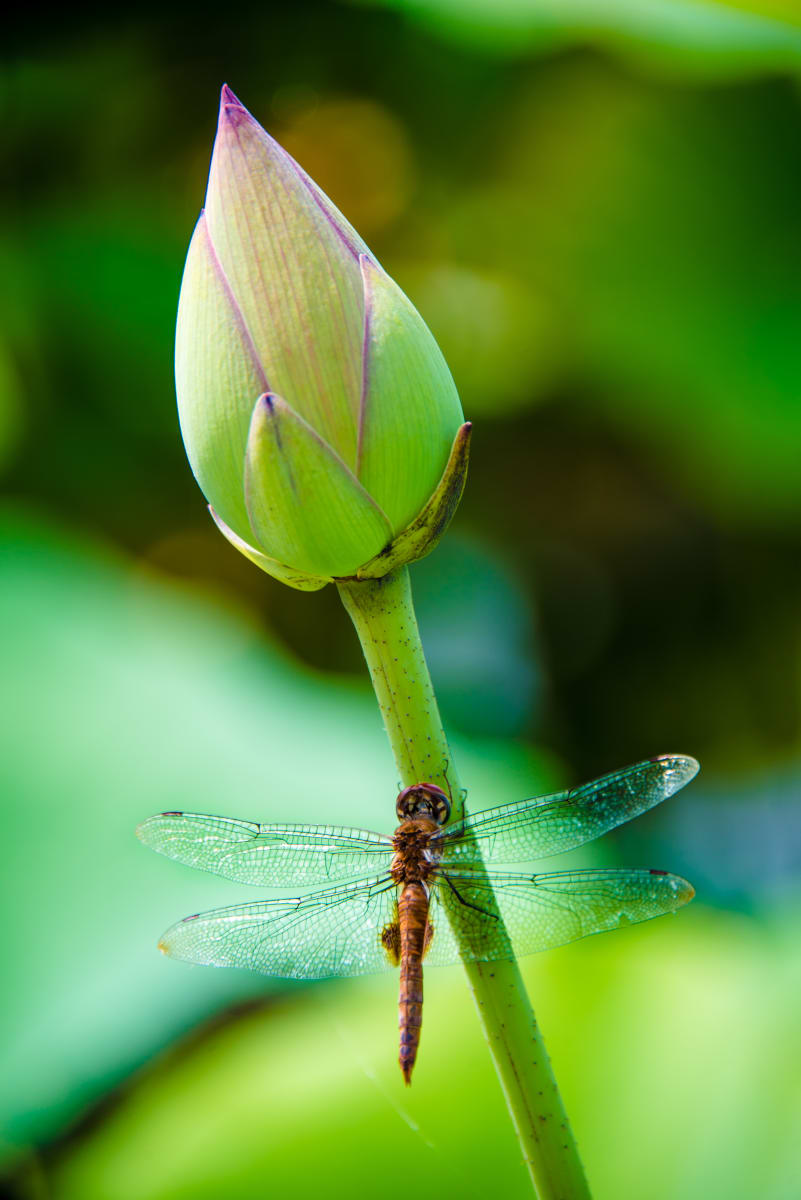 Dragonfly #1, Kenilworth Aquatic Gardens 