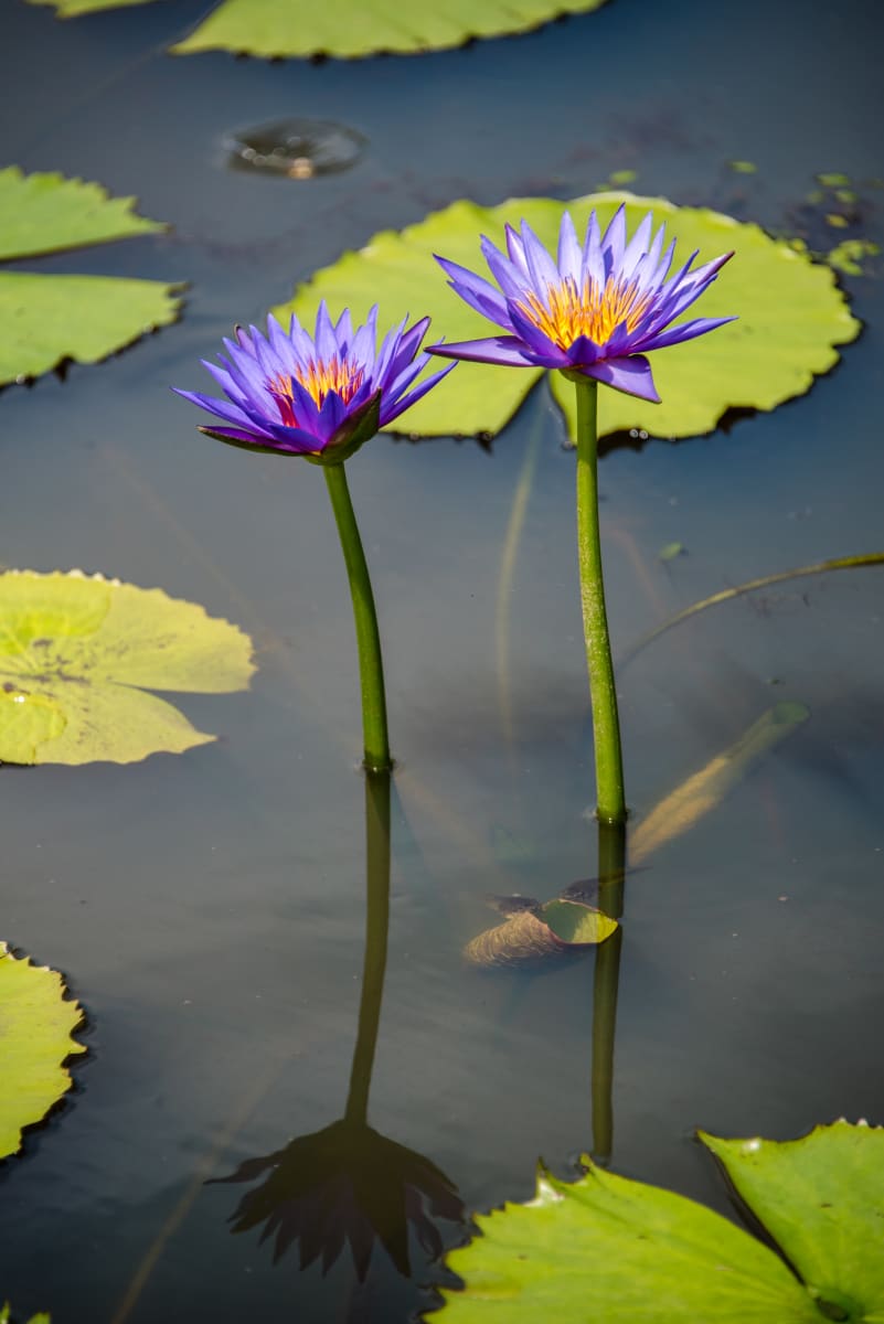 Water Lily Reflection #2, Kenilworth Aquatic Gardens 