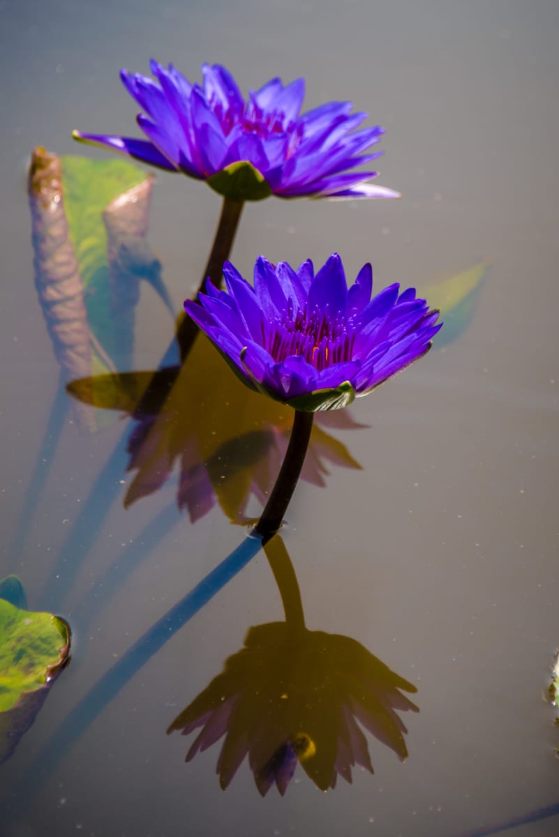 Water Lily Reflection #1, Kenilworth Aquatic Gardens 