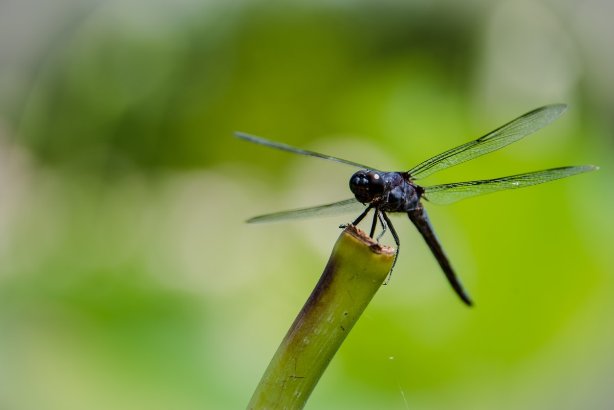 Dragonfly #2, Kenilworth Aquatic Gardens 
