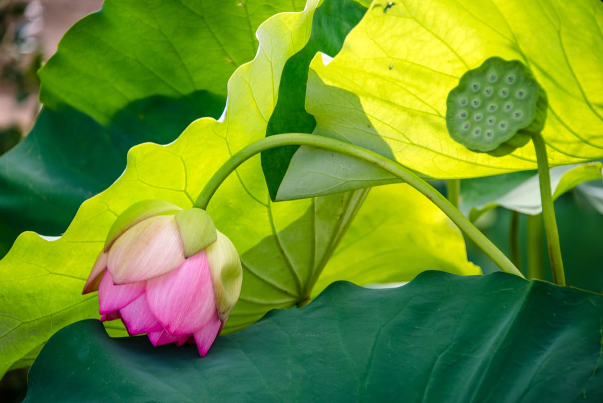 Lotus Blossom with Curved Stem, Kenilworth Aquatic Gardens 