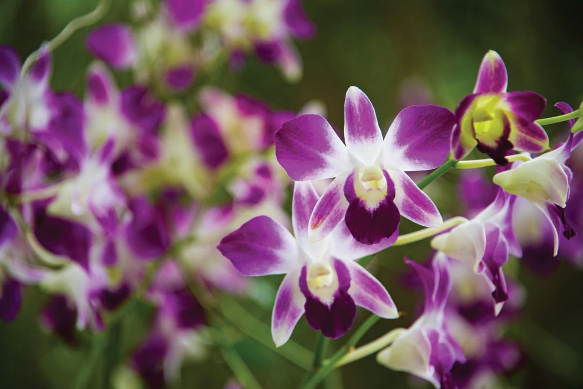 Orchids in the Temple - Bangkok, Thailand by Jenny Nordstrom 