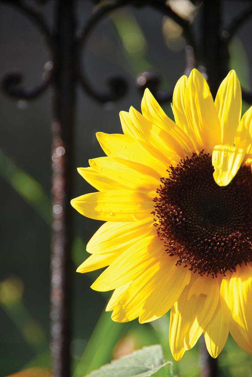 Sunflower - Capitol Hill by Jenny Nordstrom 