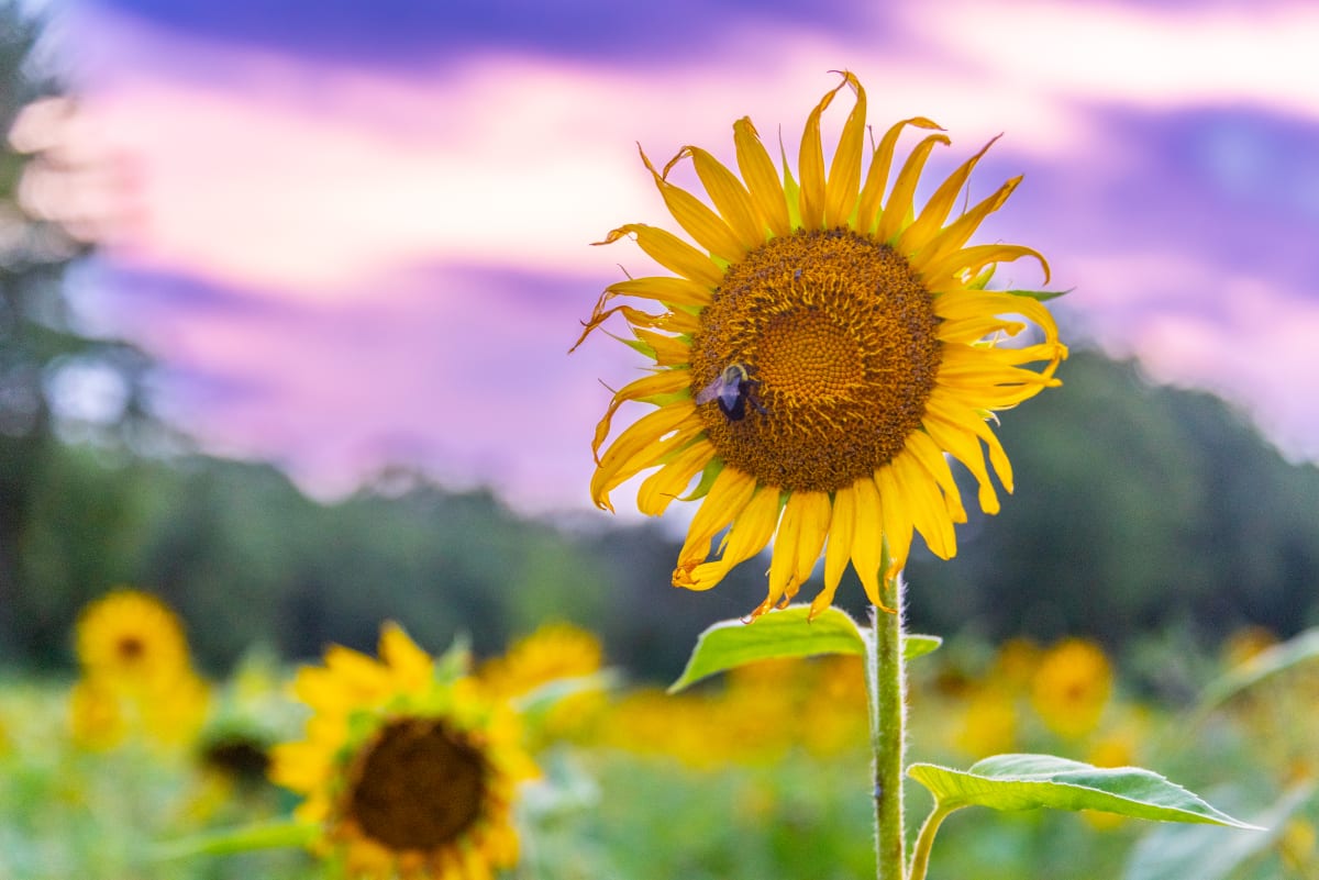 Sunflower Field at Sunset - Rural Virginia by Jenny Nordstrom 