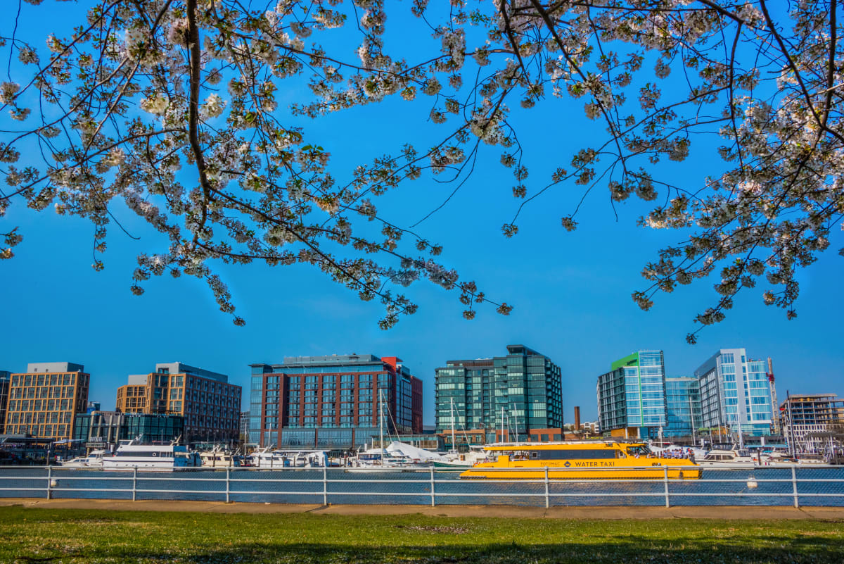 The Wharf SW Waterfront & Cherries - Washington DC by Jenny Nordstrom 