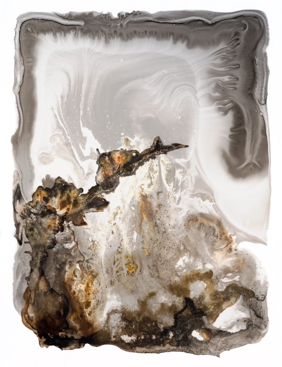 Crusty Bird, Image 1.