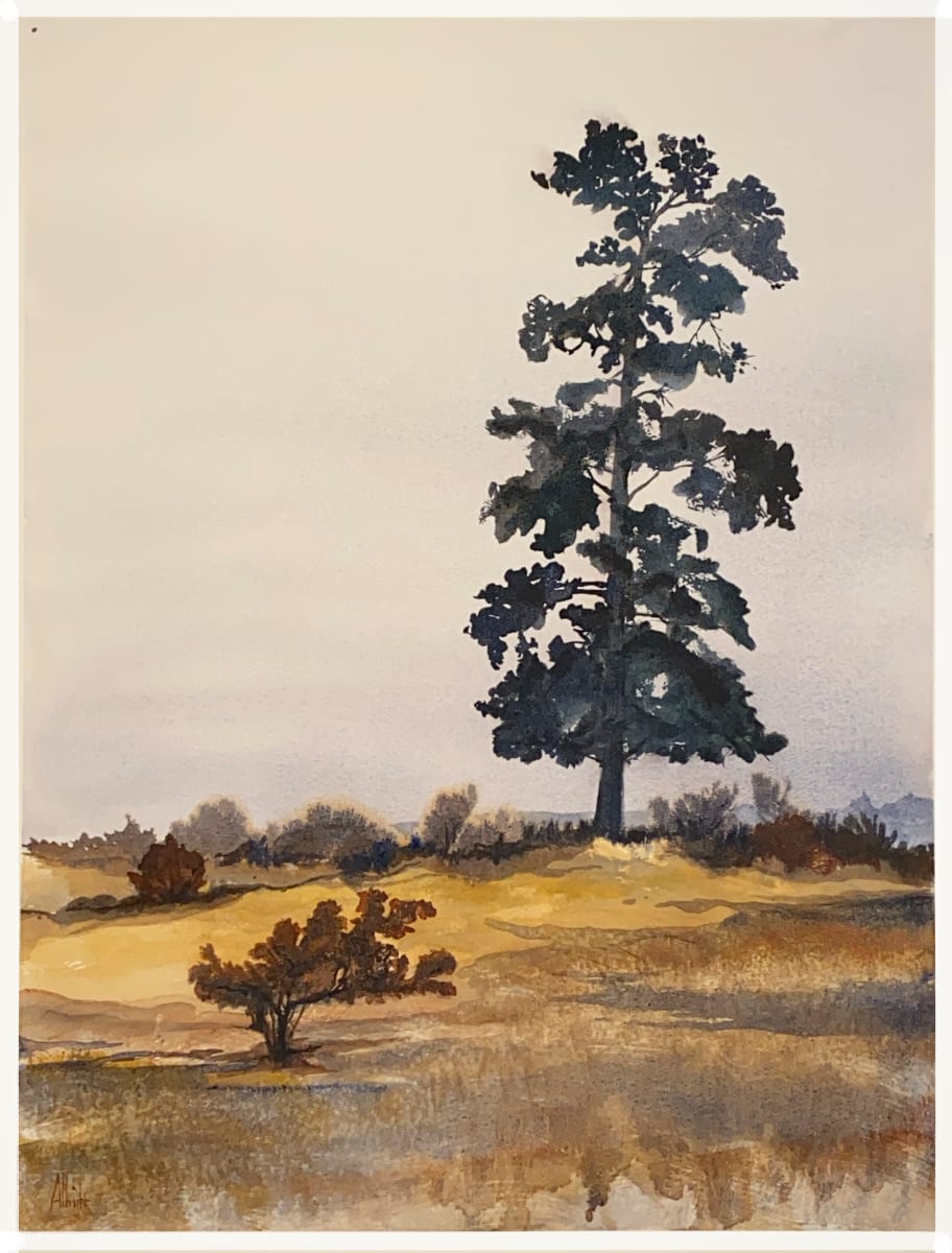 Dusty Pine by Sam Albright  Image: Water color on cold press 21 x 29 Double matted with glass in handmade wood frame