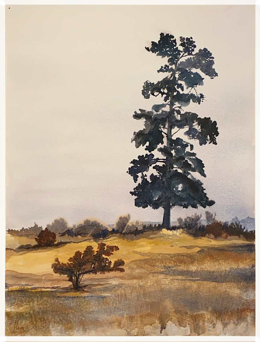 Dusty Pine by Sam Albright, Image 1.