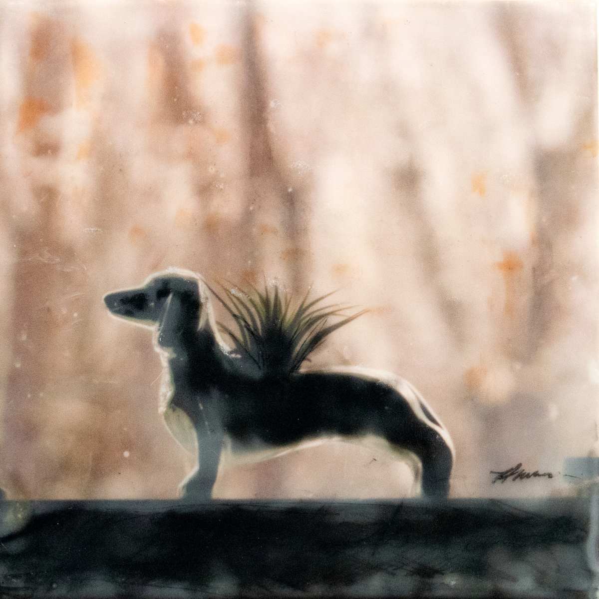 Dachshund in the Window by Angela Wimmer 