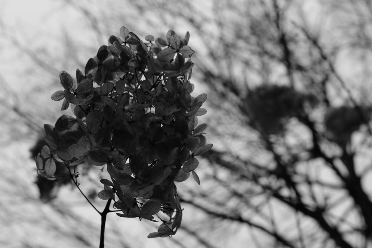 A walk in the Garden by Angela Wimmer 