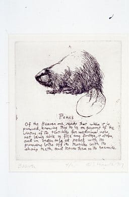 Beaver by Sid Hurwitz 