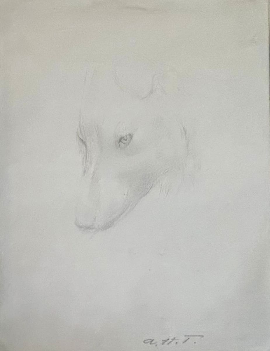 Sketch of Dog by Abbott Thayer 
