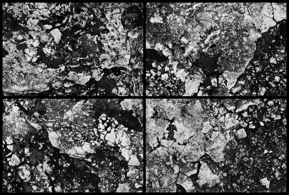 Getty Gardens Quadriptych by Michael Benari 