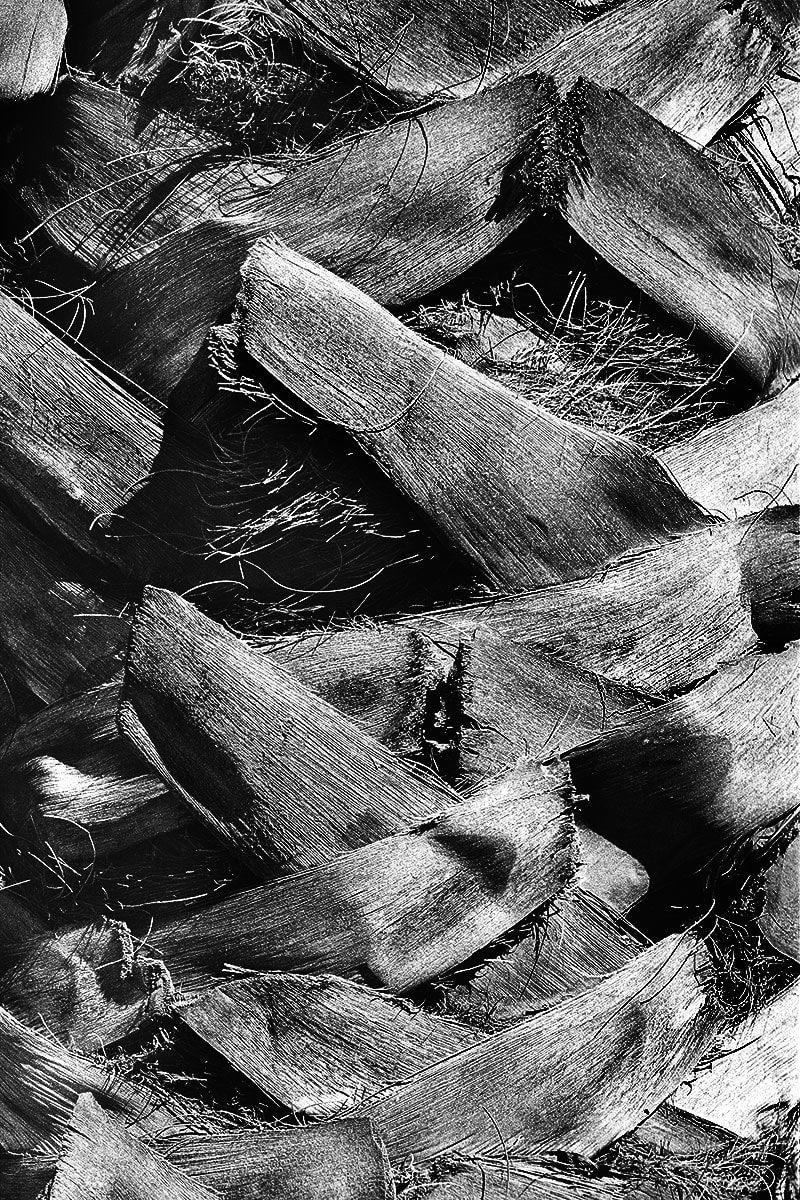 Natural Order_5 by Michael Benari, Image 1.
