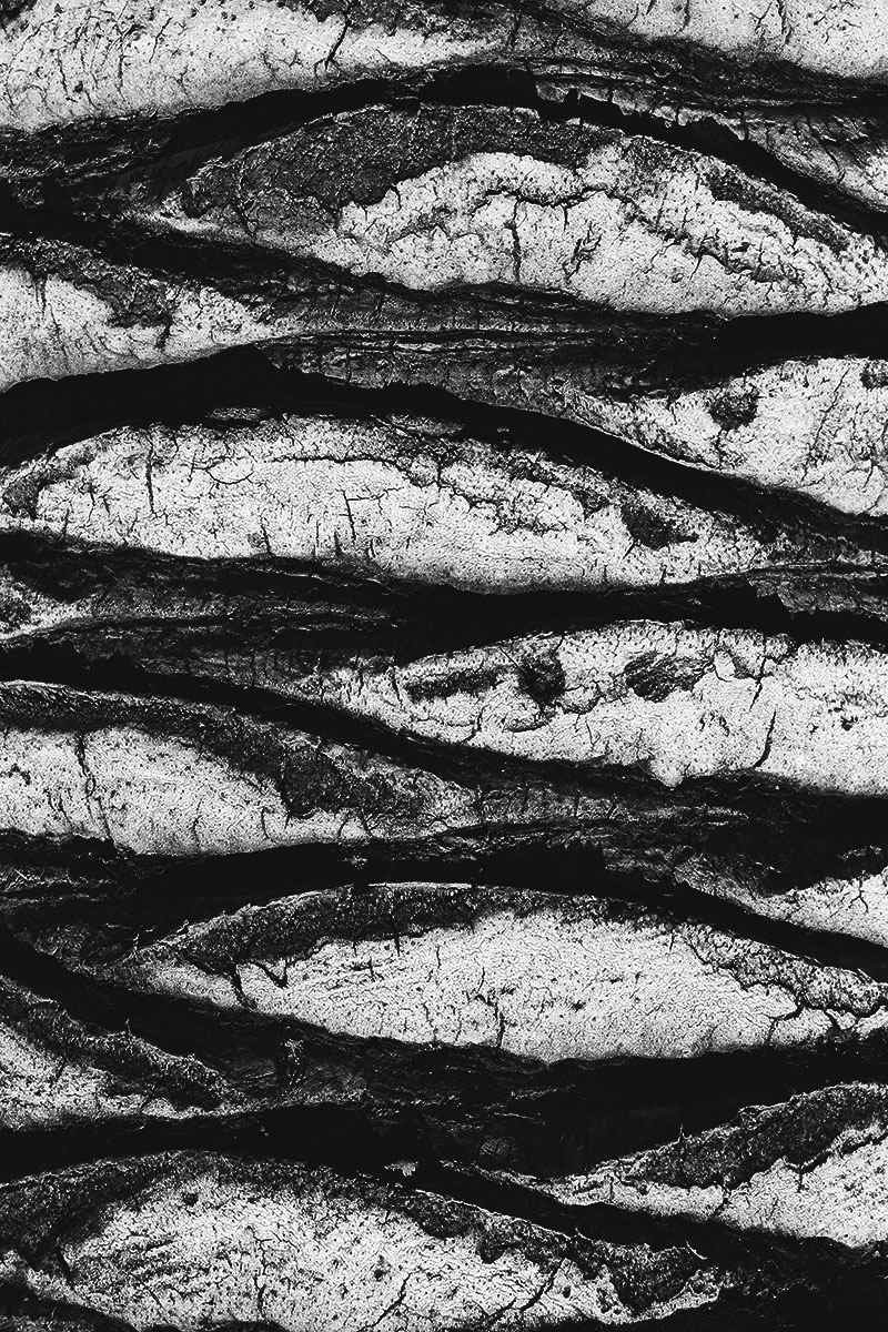 Natural Order_4 by Michael Benari, Image 2.