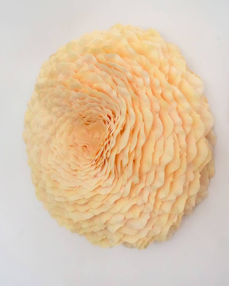Cream (study) by Molly Gambardella, Image 1.
