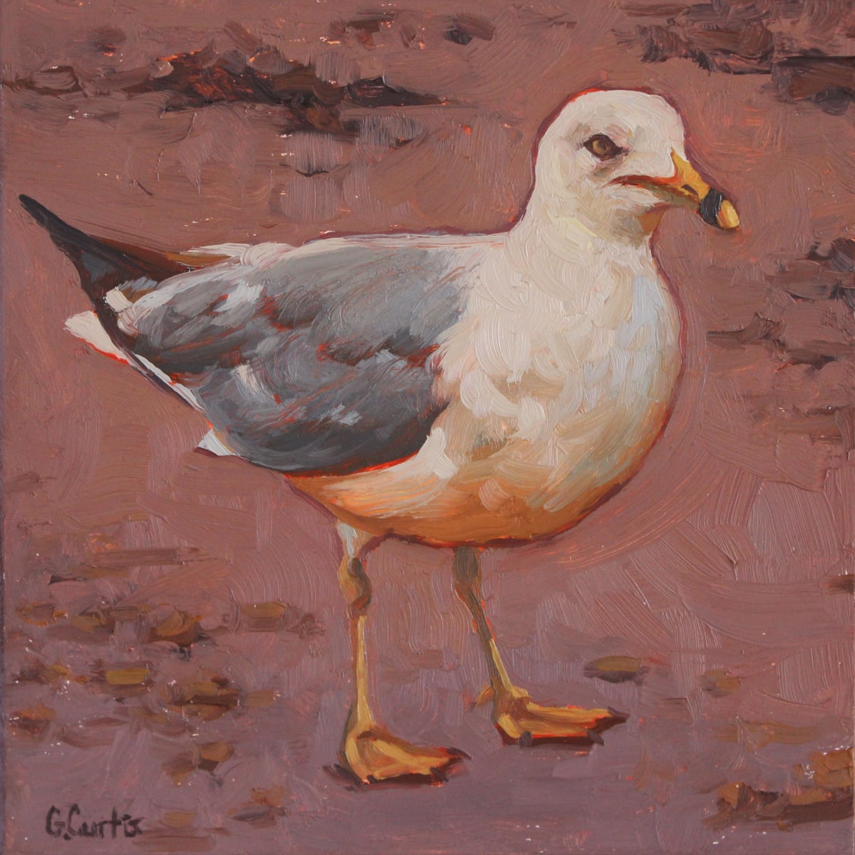 Small Seagull i by Grace Curtis Fine Art 
