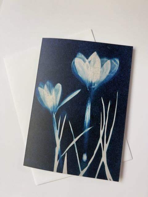 crocus by Michele Randall, Image 1.