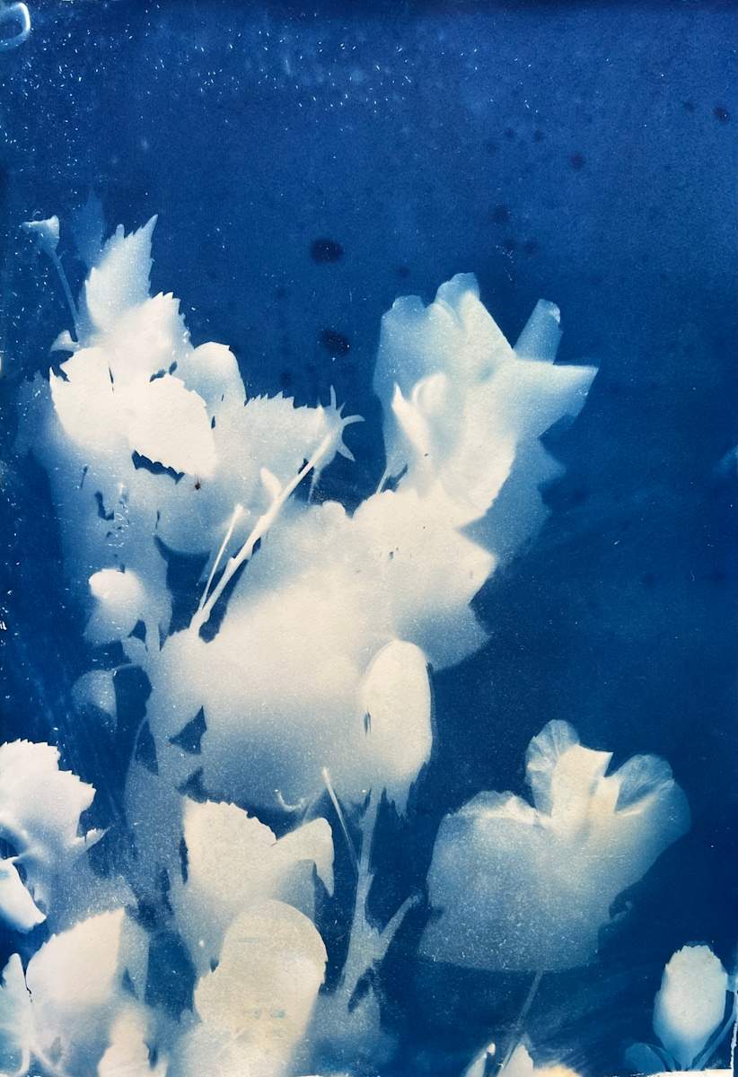 Florida Sunshine I by Michele Randall 